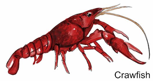 Seafood Salt & Pepper Shakers (range style)