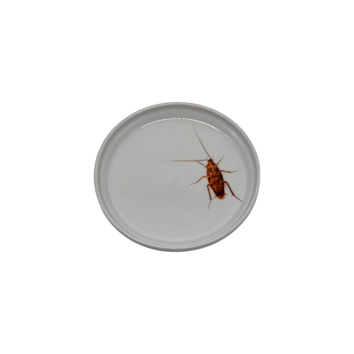 Dead Roach Anything Dish, 5"