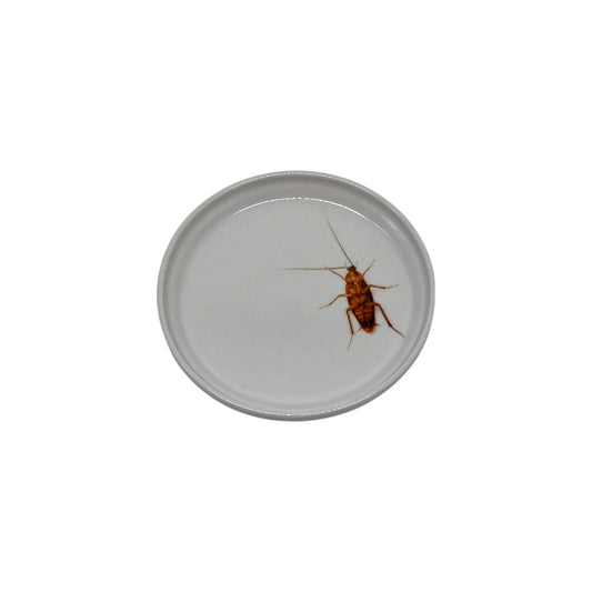 Dead Roach Anything Dish, 5"