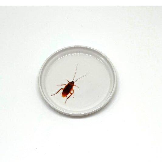 Roach Anything Dish, 5"